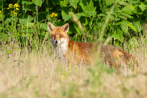 Renard roux — Vulpes vulpes (Linnaeus, 1758), (Mourenx (64), France, le 01/06/2022)