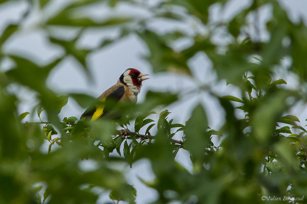 Chardonneret élégant — Carduelis carduelis (Linnaeus, 1758),