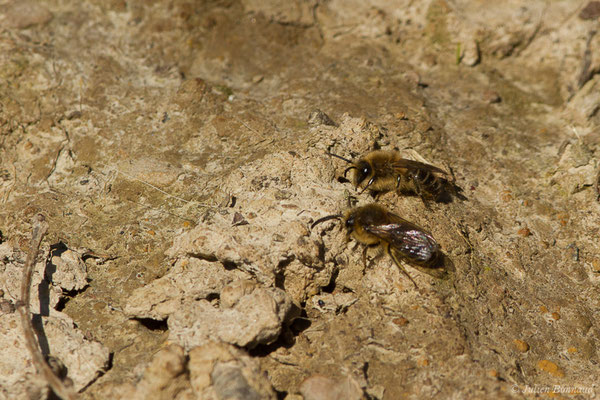 Collète lapin – Colletes cunicularius (Linnaeus, 1761), (Uzeins (64), France, le 16/02/2019)