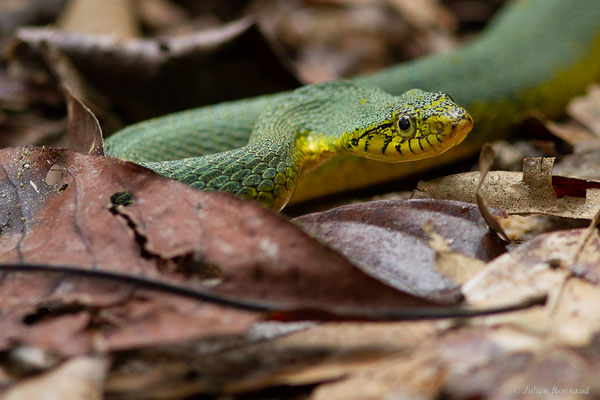 Xénodon vert — Xenodon werneri Eiselt, 1963, (mine d'or Espérance, Apatou, Guyane, le 12/05/2017)