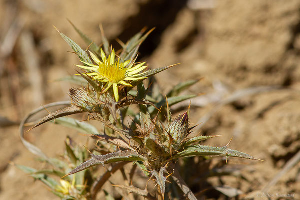 Carline en corymbe — Carlina corymbosa L., 1753, (Tétouan (Tanger-Tétouan-Al Hoceïma), Maroc, le 27/09/2023)