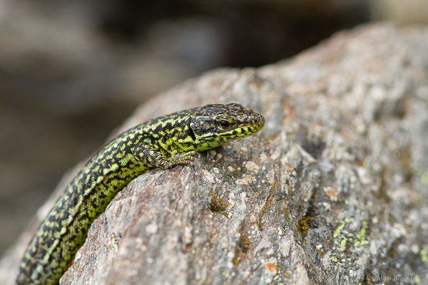 Lézard de Galan — Iberolacerta galani Arribas, Carranza & Odierna, 2006, (Parc naturel du lac de Sanabria (Zamora), Espagne), le 06/07/2022)