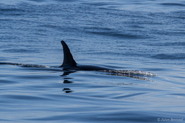 Orque ou Épaulard – Orcinus orca (Linnaeus, 1758), (Saint-Jean-de-Luz (64), France, le 05/10/2019)