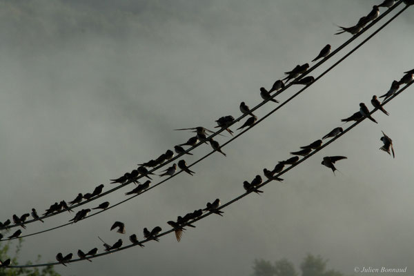 Hirondelle rustique — Hirundo rustica Linnaeus, 1758