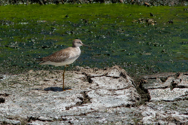 Petit Chevalier à pattes jaunes ou Chevalier à pattes jaunes — Tringa flavipes (Gmelin, 1789), (adulte, plumage internuptial) (Marais Leblond, Cayenne, Guyane, le 26/09/2016)