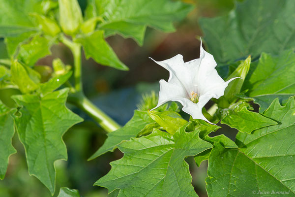 Datura stramoine — Datura stramonium L., 1753, (Mont-de-Marsan (40), France, le 07/10/2022)