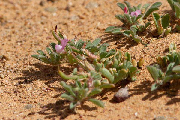 Lotus glinoides Delile, (Msseyed (Guelmim-Oued Noun), Maroc, le 24/03/2024)