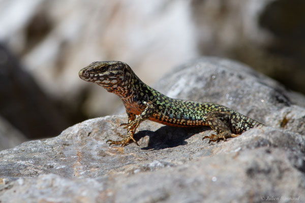 Lézard des murailles — Podarcis muralis (Laurenti, 1768)