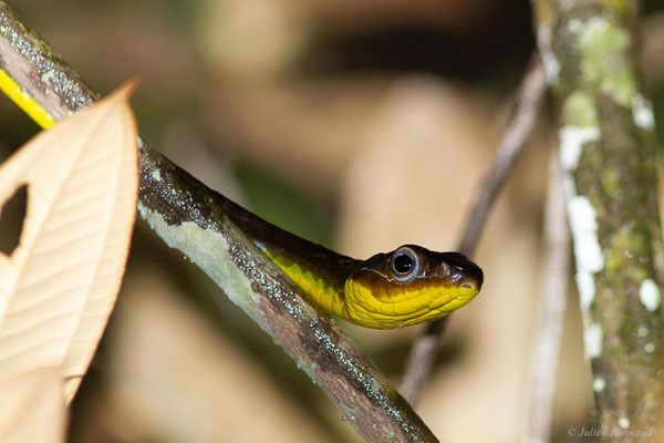 Couleuvre démesurée — Chironius multiventris Schmidt & Walker, 1943, (Chutes Voltaire, Saint-Laurent-du-Maroni, Guyane, le 21/07/2017)