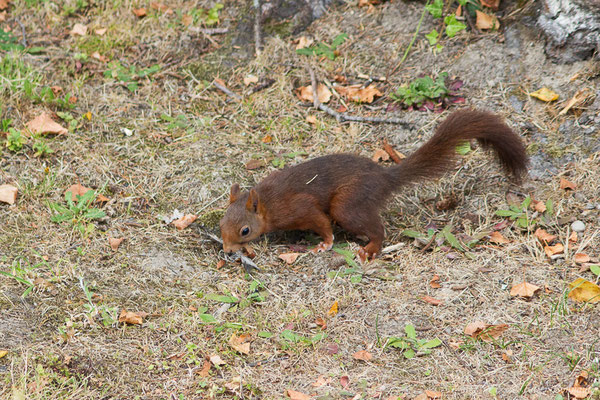 Écureuil roux — Sciurus vulgaris Linnaeus, 1758, (Pau (64), France, le 14/07/2020)