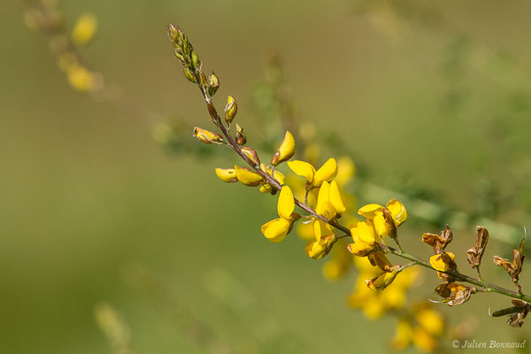 Adénocarpe plié ou Adénocarpe changé — Adenocarpus complicatus (L.) J.Gay, 1836