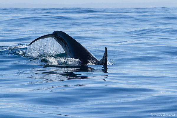 Orque ou Épaulard – Orcinus orca (Linnaeus, 1758), (Saint-Jean-de-Luz (64), France, le 05/10/2019)