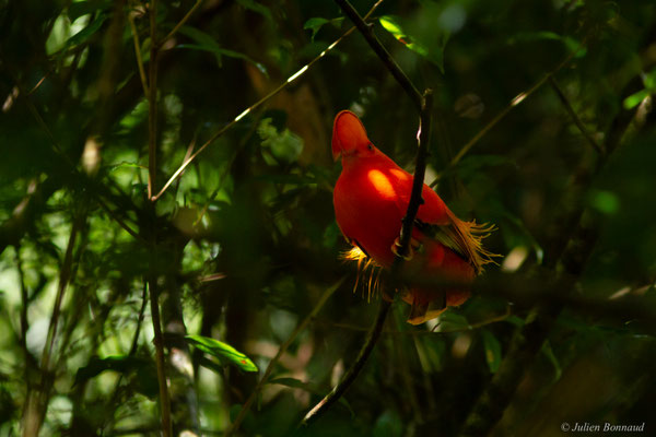 Coq-de-roche orange — Rupicola rupicola (Linnaeus, 1766)