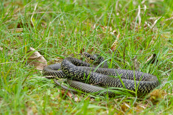 Couleuvre verte et jaune — Hierophis viridiflavus (Lacepède, 1789)