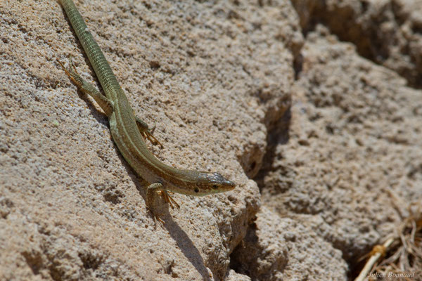 Lézard des Pityuses — Podarcis pityusensis (Boscá, 1883)