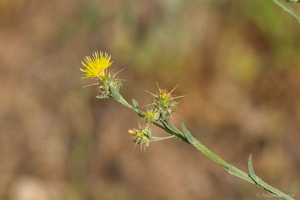 Centaurée de Malte — Centaurea melitensis L., 1753, (Bardenas Real, Arguedas (Aragon), Espagne, le 08/06/2022)