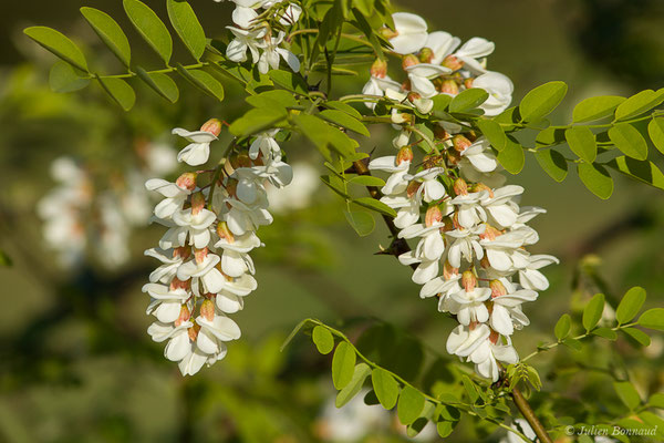 Robinier faux-acacia, Carouge — Robinia pseudoacacia L., 1753