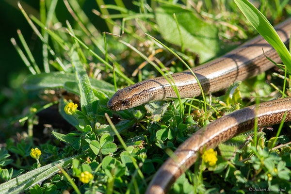 Orvet fragile — Anguis fragilis (Linnaeus, 1758)