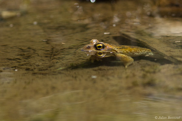 Grenouille rousse — Rana temporaria Linnaeus, 1758