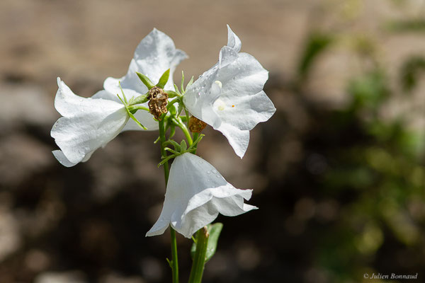 Campanule à feuilles de pêcher — Campanula persicifolia L., 1753, (Station de ski de Gourette, Eaux Bonnes (64), France, le 15/08/2022)