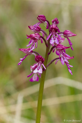 Orchis militaire — Orchis militaris L., 1753, (Aulon (31), France, le 03/05/2019)