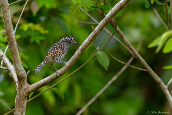 Batara rayé — Thamnophilus doliatus (Linnaeus, 1764), (mâle juvénile), (Saint-Laurent-du-Maroni, Guyane, le 22/12/2016)