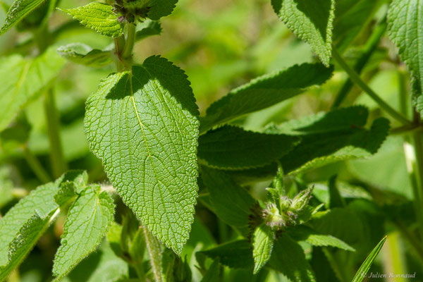 Épiaire des Alpes — Stachys alpina L., 1753