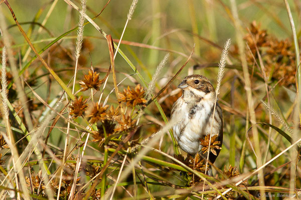 Bruant des roseaux — Emberiza schoeniclus (Linnaeus, 1758), (Dax (40), France, le 15/12/2022)