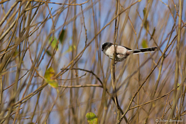 Orite à longue queue — Aegithalos caudatus (Linnaeus, 1758), (Pontivy (56), France, le 02/12/2017)