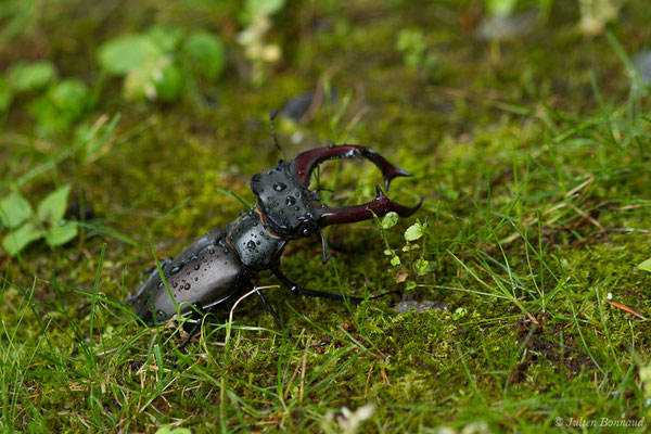 Cerf-volant (mâle), Biche (femelle), Lucane (Lucanus cervus) (Pau (64), France, le 05/06/2019)