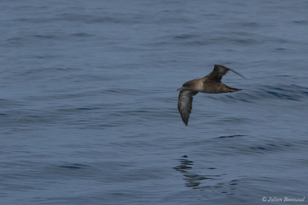 Puffin fuligineux – Ardenna grisea (Gmelin, JF, 1789), (Sagres (Vila do Bispo), (Algarve), Portugal, le 31/08/2018)