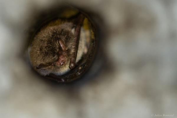 Murin de Daubenton — Myotis daubentonii (Kuhl, 1817), (Orthez (64), France, le 03/04/2025)