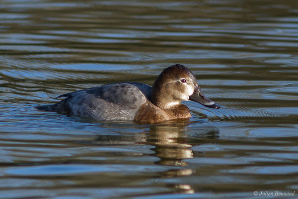 Fuligule milouin — Aythya ferina (Linnaeus, 1758), (femelle en plumage nuptial) (Parc écologique Plaiaundi, Irun, Espagne, le 20/12/2020)