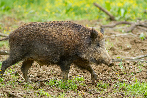 Sanglier — Sus scrofa Linnaeus, 1758, (La Ferme aux Cerfs, Le Houga (32), France, le 10/05/2023)