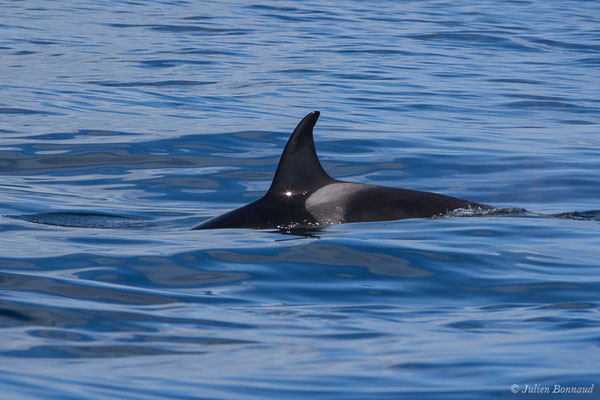 Orque ou Épaulard – Orcinus orca (Linnaeus, 1758), (Saint-Jean-de-Luz (64), France, le 05/10/2019)