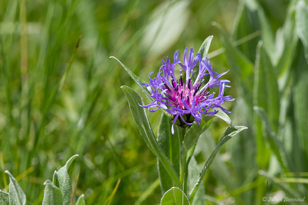 Bleuet des montagnes — Cyanus montanus (L.) Hill, 1768, (Col du Pourtalet, Laruns (64), France, le 22/06/2019)