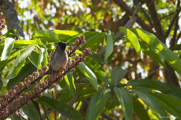 Bulbul à ventre rouge — Pycnonotus cafer (Linnaeus, 1766), (Oasis Park, Fuerteventura, (Iles Canaries, Espagne), le 16/02/2022)