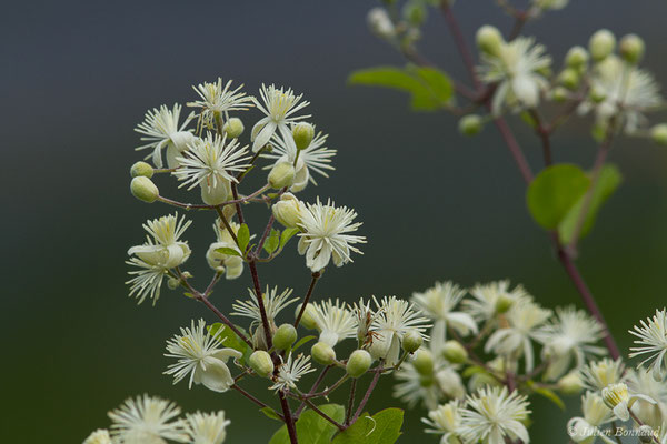 Clématite des haies — Clematis vitalba L., 1753