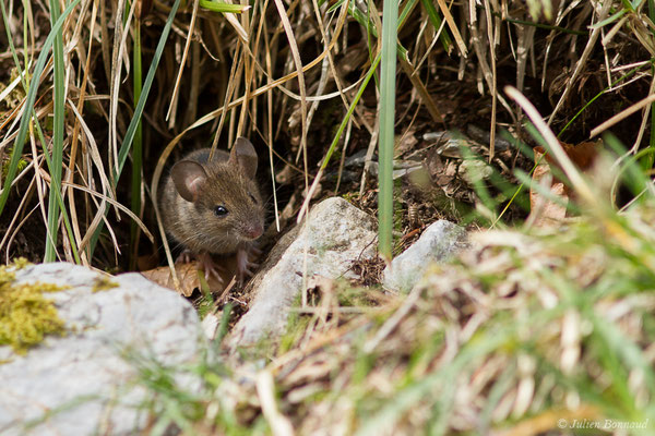 Mulot sylvestre — Apodemus sylvaticus (Linnaeus, 1758), (fort du Portalet, Etsaut (64), France, le 26/03/2021)