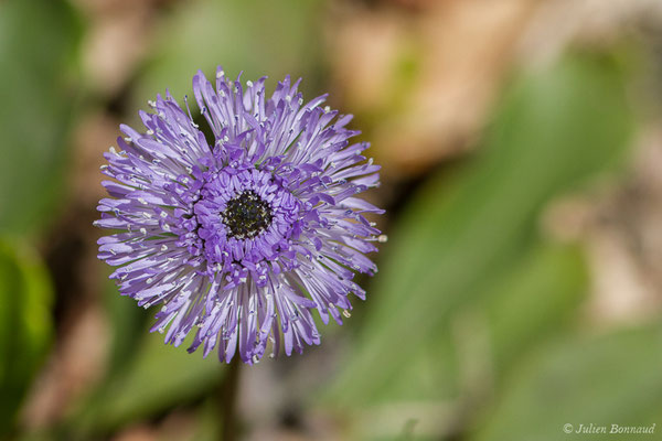 Globulaire à tiges nues — Globularia nudicaulis L., 1753,(fort du Portalet, Etsaut (64), France, le 05/04/2021)