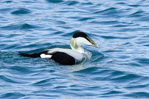 Eider à duvet — Somateria mollissima (Linnaeus, 1758), (Ciboure (64), France, le 05/04/2024)