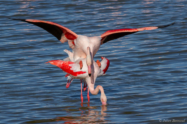 Flamant rose – Phoenicopterus roseus Pallas, 1811, (Parc ornithologique de Pont de Gau (13), France, le 20/02/2020)