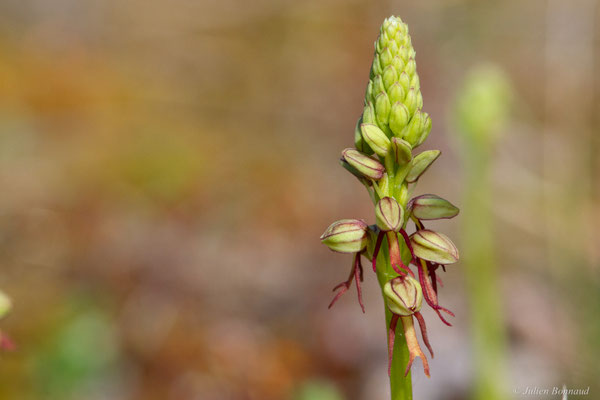 Homme-pendu — Orchis anthropophora (L.) All., 1785