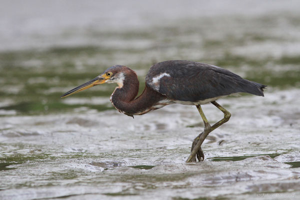 Aigrette tricolore — Egretta tricolor (Statius Müller, 1776), (immature), (Dégrad de Guatémala, Guyane, le 02/01/2016)