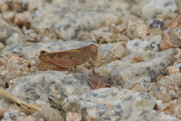 Criquet italien, Criquet italique — Calliptamus italicus (Linnaeus, 1758), (Nossa Senhora da Tourega (Évora), (Algarve), Portugal, le 05/09/2018)