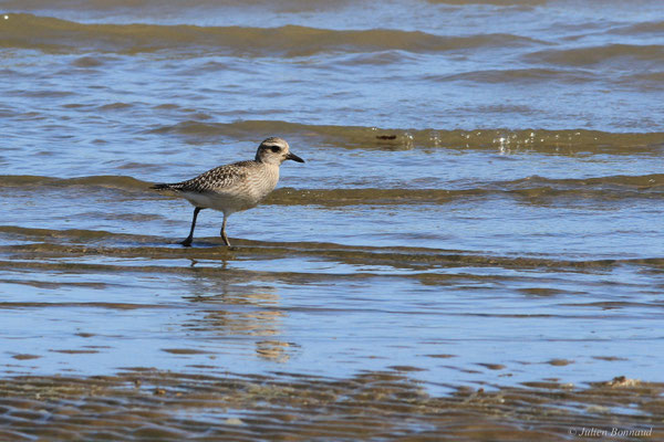 Pluvier argenté — Pluvialis squatarola (Linnaeus, 1758)