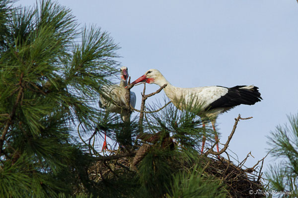 Cigogne blanche — Ciconia ciconia (Linnaeus, 1758), (couple) (réserve ornithologique du Teich (33), France, le 24/01/2018)