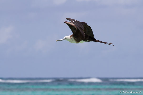 Frégate superbe – Fregata magnificens Mathews, 1914, (Saint-Anne, Guadeloupe, le 15/05/2016)