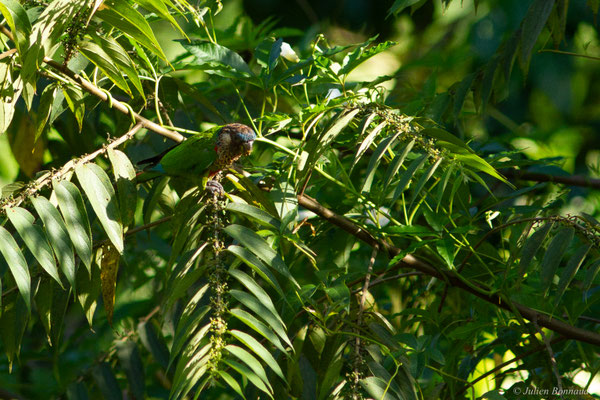 Conure versicolore — Pyrrhura picta (Statius Müller, 1776), (Concession "Elysée", Guyane, le 24/09/2016)