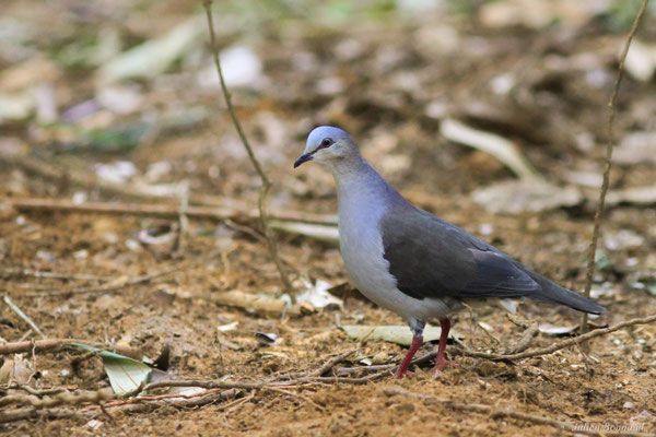 Colombe à front gris — Leptotila rufaxilla (Richard & Bernard, 1792)